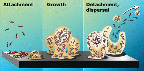 Biofilm Oral Bacteria Growth